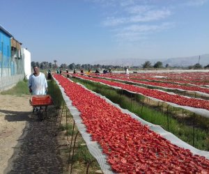 الزراعة تطرح بشائر «العروة المحيرة» في 6 مناطق لمواجهة ارتفاع أسعار الطماطم
