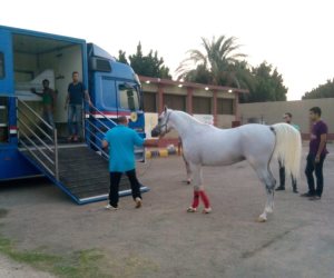 بعد 8 سنوات من وقف تصدير الخيول.. مصر تدخل سوق عالمي جديد (صور)