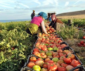 تفاصيل وصول الصادرات الزراعية المصرية إلى 160 سوقاً عالمياً
