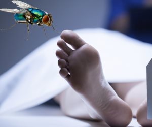 علوم مسرح الجريمة: علاقة «النمل الأزرق» باكتشاف جرائم القتل
