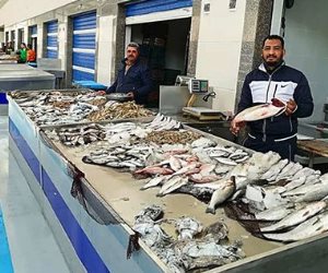 ثورة في الإنتاج السمكي.. تفاصيل تشغيل أكبر سوق للأسماك في الشرق الأوسط ببورسعيد