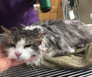 إنقاذ قطة متجمدة بالولايات المتحدة وإعادتها للحياة مرة أخرى (صور)