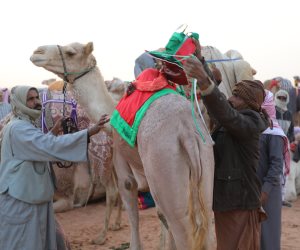 سباقات الهجن.. تراث بدوي أصيل تتوارثه الأجيال في سيناء