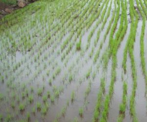 الأقمار الصناعية تراقب زراعة الأرز ونقيب الفلاحين يحذر المزارعين من المخالفة