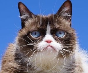 وفاة Grumpy أشهر «قط» في عالم الإنترنت (صور)