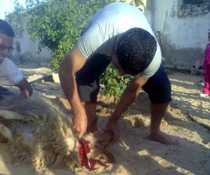السيناوية يجيبون ليلة «الجمعة اليتيمة» بنحر الذبائح وإقامة الولائم (صور)