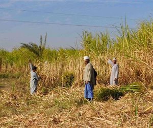 ينتظره 9 مليون فلاح.. المؤتمر القومى لدعم صغار المزارعين يبحث دعم تطوير القدرات التسويقية