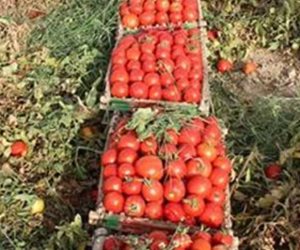 وزارة التموين تطرح الطماطم بمنافذ المجمعات الاستهلاكية بسعر 15 جنيها للكيلو