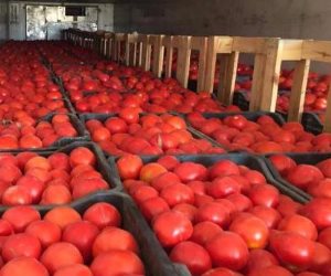 بـ10 جنيه للكيلو.. وزارة الزراعة تطرح "طماطم" للجمهور في جميع منافذها