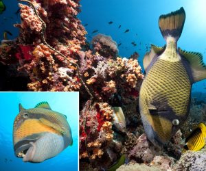 منها القروش والنيمو.. 13 نوعا نادرًا من الأسماك تراها في رحلات البحر الأحمر بمصر
