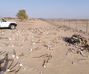 «جماجم المها» تثير التساؤلات في السعودية (صورة)