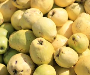 لمزارعى الجوافة.. طرق تسميد ومكافحة الأفات
