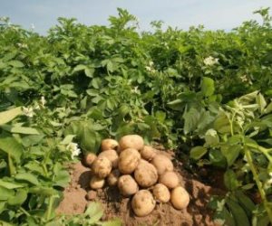 الخطة تستهدف 6 ملايين طن سنويا.. حزمة إجراءات لزيادة البطاطس الصيفية