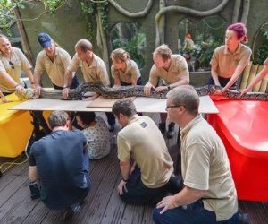 شرطة كاليفورنيا تعثر على ثعبان يبلغ طوله 9 أقدام ويزن 160 كيلو جرام