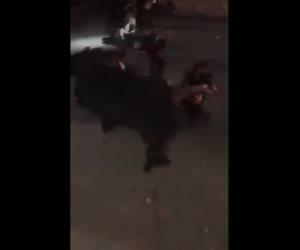 أوقف دراجته المفخخة وفجرها... انتحاري وراء انفجار نقطة تفتيش «الدحدوح» بغزة (فيديو)