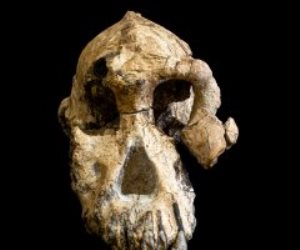عمرها 4 ملايين عام.. تفاصيل اكتشاف جمجمة مكتملة في إثيوبيا