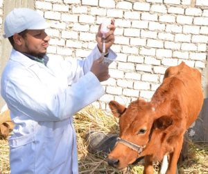 الأمراض الوبائية العابرة للحدود تهدد الثروات الحيوانية والداجنة.. و«الزراعة» تقف لها بالمرصاد