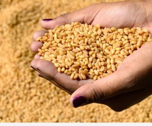 التموين: احتياطي القمح الاستراتيجي يكفي لمدة 5.5 شهر
