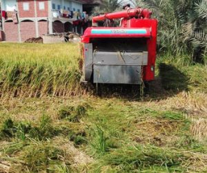 خطة الزراعة لمتابعة موسم حصاد الأرز (صور)