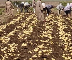 شهادة جديدة من فيتش: صادرات مصر الزراعية تحقق أرقاما قياسية مع استمرار دعم قطاع الزراعة