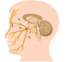 كل ما تريد معرفته عن العصب الثلاثي في س وج 