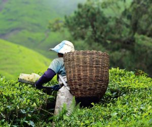 في اليوم العالمي للشاي.. أهم فوائد المشروب الأشهر