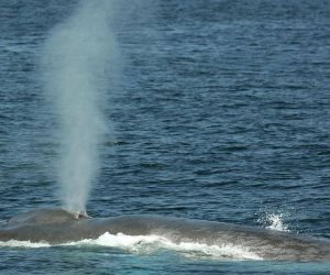 سر أكبر كائن على الأرض.. تسجيل نبضات قلب الحيتان الزرقاء