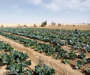 تنمية سيناء قطار لا يتوقف.. إنتاج الفواكه والخضروات في 11 تجمعا زراعيا بوسط الفيروز