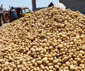 زيادة المساحة المنزرعة وعقود التصدير.. أسباب انخفاض أسعار البطاطس بالأسواق؟ 