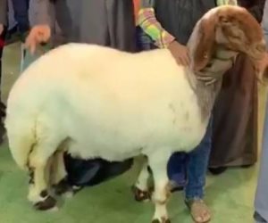  النعجة الكويتية تفتح ملف أغلى 10 حيوانات في العالم