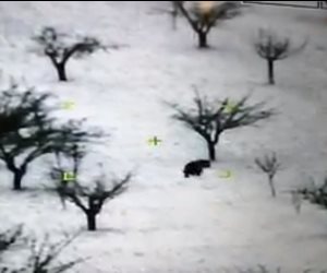 فيديو غريب..  تجول دب وسط الأشجار والثلوج فى شوارع بلدة لبنانية
