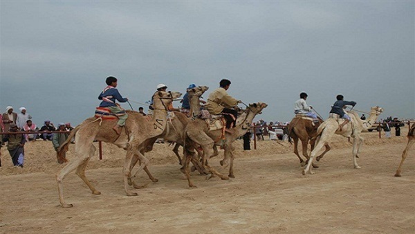 انطلاق فعاليات الدورة الثانية لمهرجان «الهجن» بالأقصر 