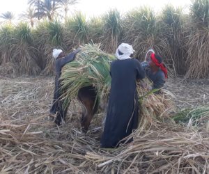 الإنتاج نحو 3 ملايين طن.. مزارعو القصب بقنا يبدأون توريد محصولهم للمصانع