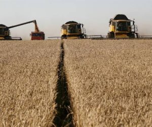 رغم كورونا.. توقعات بزيادة الإنتاج العالمي لمحاصيل القمح والذرة والأرز بنسبة 3.6%