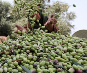 مصر الأولى عالميا في إنتاج «زيتون المائدة» فلماذا نستورد 96% من زيوت الطعام؟ 