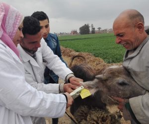 لحماية 5 مليون رأس ماشية. الخدمات البيطرية تطلق حملة ضد مرض الجلد العُقدى وجُدرى الماعز