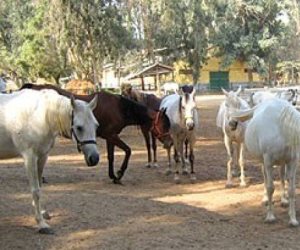 بعد نفوق عددٍ من خيولها.. محطة الزهراء لتربية الخيول العربية تدخل مرحلة الخطر 