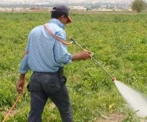 أهمها فترة الأمان وكميات الاستخدام.. مبيدات الآفات الزراعية مازالت تحكمها العشوائية