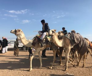 غدا.. إنطلاق سباقات مهرجان شرم الشيخ الدولي للهجن بمشاركة 1030هجين (صور)