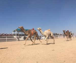 أسماء الفائزين بأشواط سباقات الفترة المسائية بمهرجان شرم الشيخ للهجن