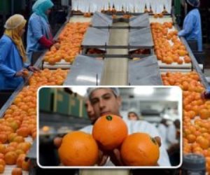 تدفق الشحنات لـ«بكين» رغم كورونا.. البرتقال المصري يغزو الأسواق العالمية  