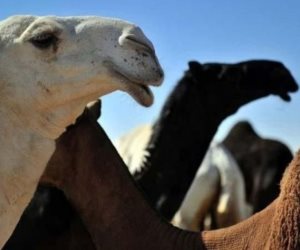 علاج كورونا بـ "بول البعير".. رجل دين إيراني يواجه الفيروس بالخرافات 
