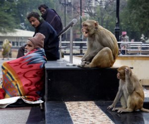  سرقوا السكان.. حكاية غزو آلاف القردة لمدينة هندية (صور) 