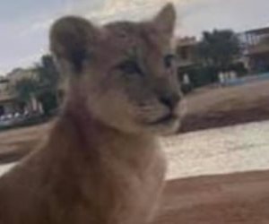 هروب أسد صغير من صاحبته بالجونة.. وأمن المدينة يعيده ويخطر النزلاء