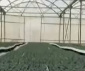  إنجازات الرئيس السيسي بقطاع الزراعة في محافظات مصر.. تفاصيل 7 سنوات من التنمية