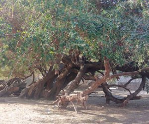 تعرف علي شجرة "الشيخ حسن" التي تنزف دماً منذ سنوات .. وشيخ القرية: التبرك بها خرافة