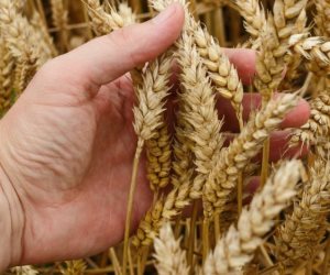 مدير معهد المحاصيل الحقلية لـ «صوت الأمة»: 2030 سنحقق الحد الآمن من إنتاج القمح محليا