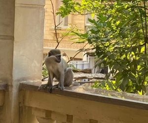 «غزوة القرود».. لماذا لا تترك نسانيس حدائق الأهرام أحرارا مثل أجدادها؟