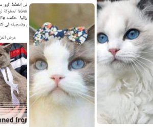 «حرب توم وجيري».. حظر إستيراد القطط الروسي يثير السخرية علي مواقع التواصل الاجتماعي 