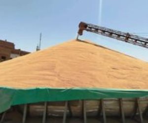 مصر أمنة.. تقرير لوزارة الزراعة الأمريكية يؤكد تجاوز  مصر أزمة القمح باحتياطى 4.5 أشهر